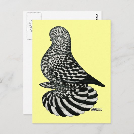 Splash Muffed Tumbler Taube Postkarte (Vorne/Hinten)