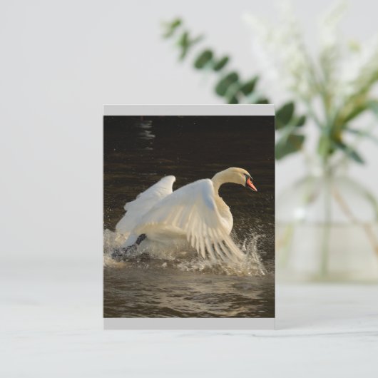 Splashing Swan Postkarte (Stehend Vorderseite)