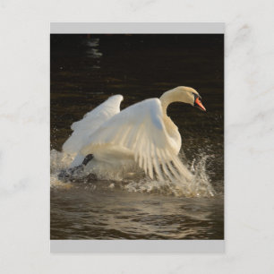 Splashing Swan Postkarte