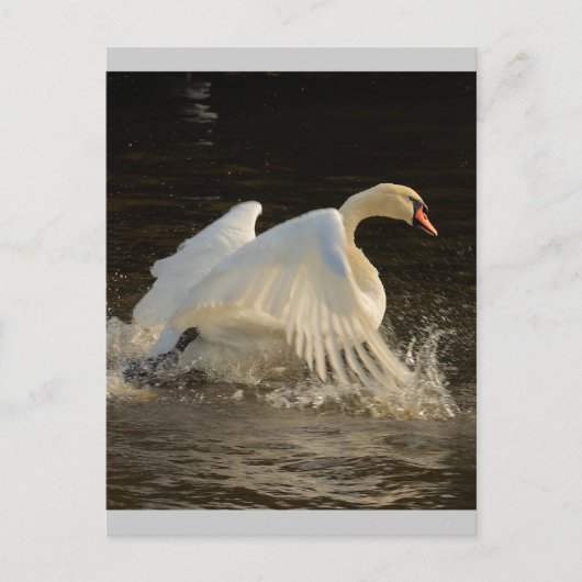 Splashing Swan Postkarte (Vorderseite)