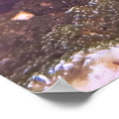 Splendid Dottyback Poster (Ecke)