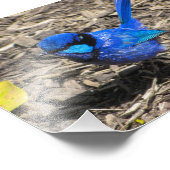 Splendid Fairy Wren Foto Print (Ecke)