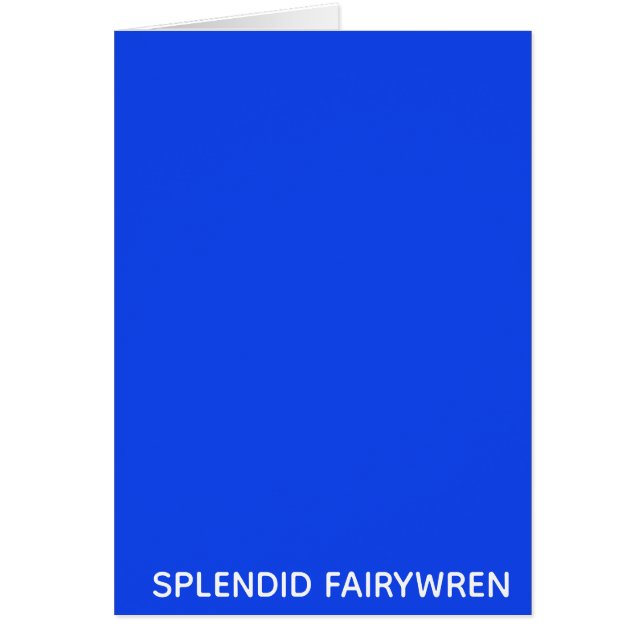Splendid Fairywren Blue Color Name (Vorne)