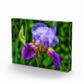 Splendid Iris Blume Fotoblock (Rechts)