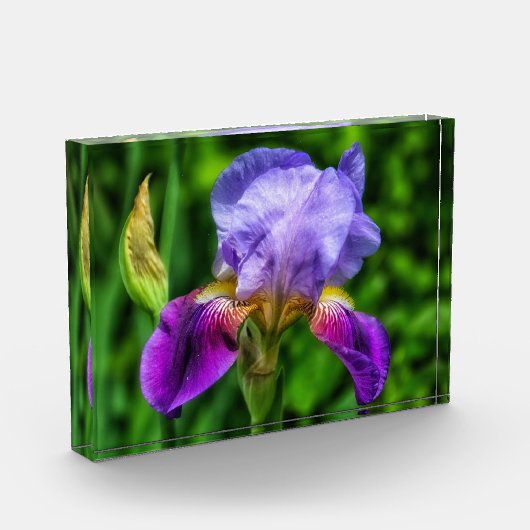 Splendid Iris Blume Fotoblock (Links)