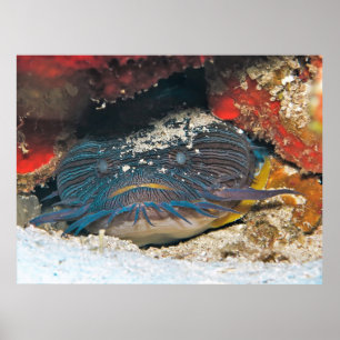 Splendit Toadfish Hiding Poster