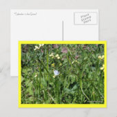 "Splendor in the Grass" Postkarte (Vorne/Hinten)