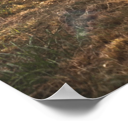 Split Rail Fence at Gettysburg Poster (Ecke)