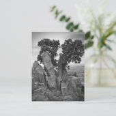 Split Tree Postkarte (Stehend Vorderseite)