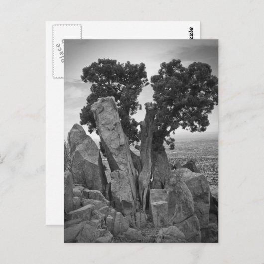 Split Tree Postkarte (Vorne/Hinten)