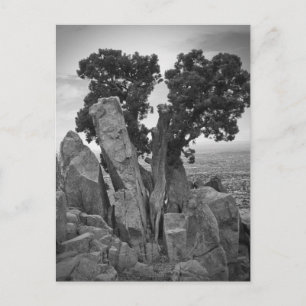 Split Tree Postkarte