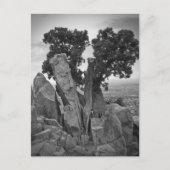 Split Tree Postkarte (Vorderseite)