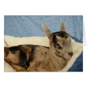 Spoiled Aussie (Vorderseite (Horizontal))