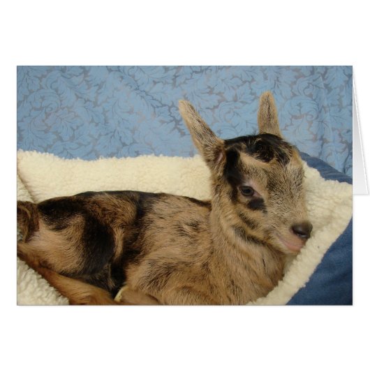 Spoiled Aussie (Vorderseite (Horizontal))