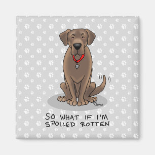 Spoiled Rottenschokolade Labrador Labrador Retriev Magnet