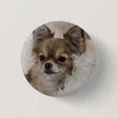 Spoilt Chihuahua Relaxen Button (Vorderseite)