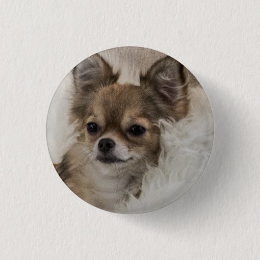 Spoilt Chihuahua Relaxen Button (Vorderseite)