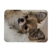 Spoilt Chihuahua Relaxen Magnet (Horizontal)
