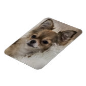 Spoilt Chihuahua Relaxen Magnet (Linke Seite)