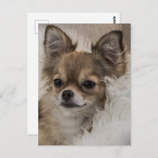 Spoilt Chihuahua Relaxen Postkarte (Vorne/Hinten)