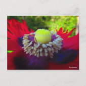 Spontaneität Postkarte (Vorderseite)