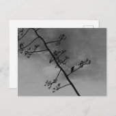 Spooky Bird auf Lima Silhouette Schwarz und Weiß Postkarte (Vorne/Hinten)