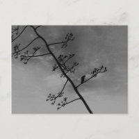 Spooky Bird auf Lima Silhouette Schwarz und Weiß