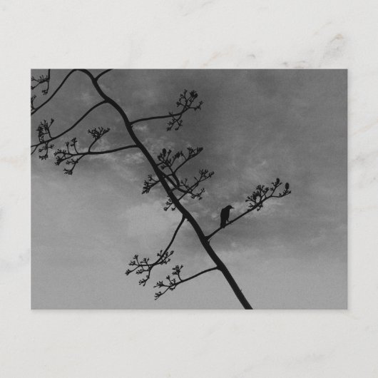 Spooky Bird auf Lima Silhouette Schwarz und Weiß Postkarte (Vorderseite)