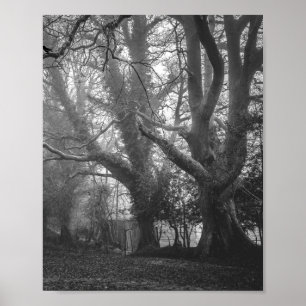 Spooky Forest Black and White Fotografy Poster