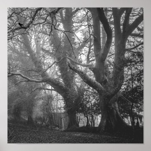 Spooky Forest Black and White Fotografy Poster (Vorne)