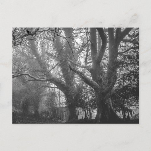 Spooky Forest Black and White Fotografy Postkarte (Vorderseite)