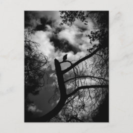 Spooky Raven in Tree Postkarte