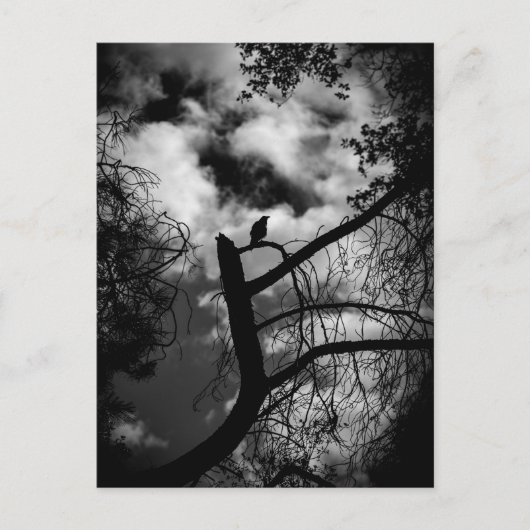 Spooky Raven in Tree Postkarte (Vorderseite)