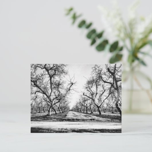 Spooky Row of Trees Postcard Postkarte (Stehend Vorderseite)