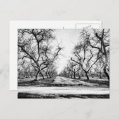 Spooky Row of Trees Postcard Postkarte (Vorne/Hinten)