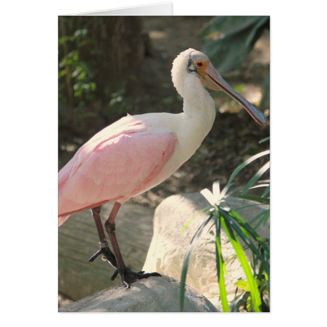 Spoonbill (Vorne)