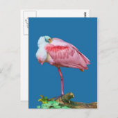 Spoonbill auf einer Leg-Postkarte Postkarte (Vorne/Hinten)