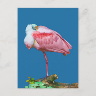 Spoonbill auf einer Leg-Postkarte Postkarte