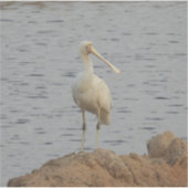 Spoonbill Bird Aufkleber (Vorderseite)
