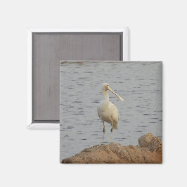Spoonbill Bird Magnet