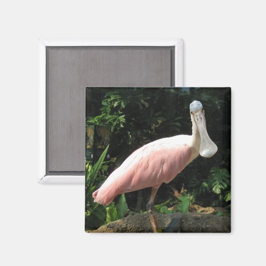 Spoonbill Magnet (Vorderseite/Rückseite)