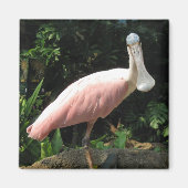 Spoonbill Magnet (Vorne)