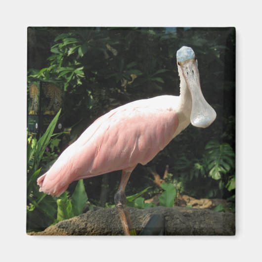 Spoonbill Magnet (Vorne)