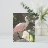 Spoonbill Postkarte (Stehend Vorderseite)