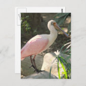 Spoonbill Postkarte (Vorne/Hinten)