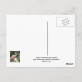 Spoonbill Postkarte (Rückseite)