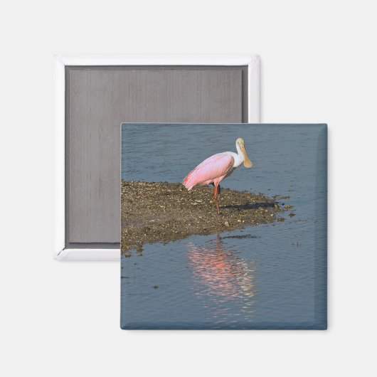 Spoonbill Reflections Magnet (Vorderseite/Rückseite)