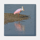Spoonbill Reflections Magnet (Vorne)