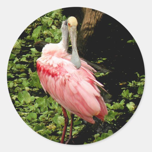 Spoonbill Stickers The Pink Bird (Vorderseite)