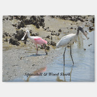 Spoonbill und Waldstorch in freier Wildbahn